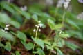 西穂独標で見かけた高山植物の花