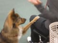 施設外聴導犬＆介助犬訓練　（NCA）　だいすけ、るな、そん、でん、あさひ、ふじ　