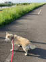 今朝の犬散歩は江戸川土手～🐕