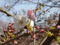 2017　今年の桜　（奈良・佐保川）