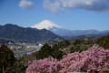 2020/02 松田町　あぐりパーク嵯峨山苑