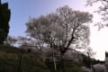 宇陀の仏隆寺千年桜