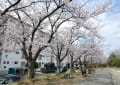 公園の桜　１