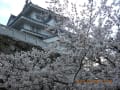 [10]2012-04-07豊橋公園 018.jpg