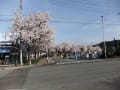 ご近所の桜