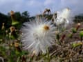 哲西・哲多の花