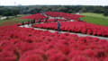 「ひたち海浜公園」　コキアの紅葉