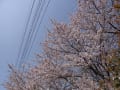 桜　福岡城　花いかだ