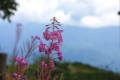 白馬八方尾根の花