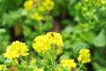 昭和記念公園の梅の花