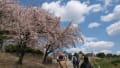 2014年04月05日大池公園の桜