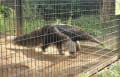 上野動物園