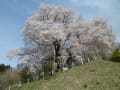 越代の桜、強滝、白河関　2017.5.3