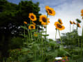 夏の京都植物園