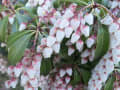 桜、コブシの花、アセビ ・・・(2011年03月27日～2011年04月02日)