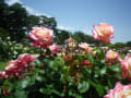 花の女王～薔薇・ばら園の写真を眺めて～。鰻重～