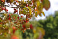 奈良　馬見丘陵公園　秋の草花　落ち葉