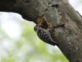 野鳥の世界(コゲラの子育て)スライドショー