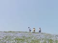 バラが満開間近のひたち海浜公園