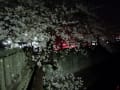 ２０１４年　市川市　境川～真間川沿い「夜桜」