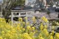 高見神社界隈の桜_150330