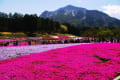 秩父。芝桜の丘を初めて見に行ったけど。凄い人出でした～お天気に恵まれ良かった。