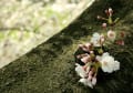 背割りの桜、伏見桃山城の桜