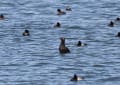 野鳥の世界(ビロードキンクロ)やっと撮れました。