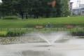 白鷺公園の水鳥たち