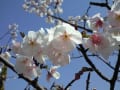 ふじみ野霊園 季節の移り変わり