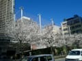 ２０１４年３月３１日（月）今年も目黒川と品川総合体育館前の桜が満開になりました！