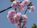 道の駅かぞわたらせと裏の中学校の桜