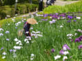 近所の散歩と薬師池公園