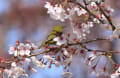 桜とメジロ・ホオジロ