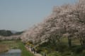 [9]夏井千本桜