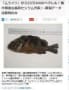 51万ベクレルの汚染魚出現！東電の対策は汚染魚の駆除！ 