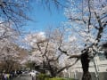 車旅①　2023　埼玉の桜　WBC