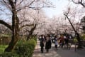 志高湖と秋月城の桜