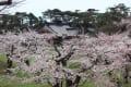 2017 函館五稜郭の桜