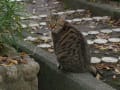 [8]ねこちゃん