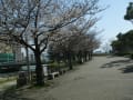 [54]２０１３年３月２３日桜 102.jpg