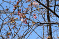 河津桜＆土肥桜と富士山