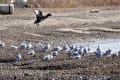 兵庫　山電沿線　魚住の浜