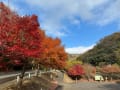 鋸山登山口（駐車場）の紅葉