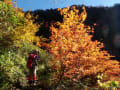 大日の紅葉は終わったけど