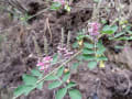 桐生観音山ハイキングコースの花2