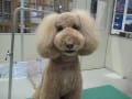 大型犬　5/5