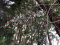 護国神社椿祭り