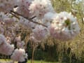 京都の桜