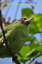 [21]Golden-throated Barbet18Dec2013-03a-s.jpg